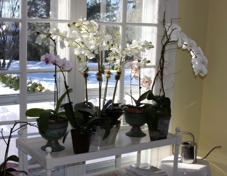 Как поливать орхидею зимой