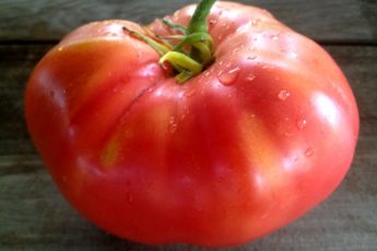 Основные правила по выращиванию томатов