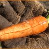 Почему трескается морковь - что делать с урожаем