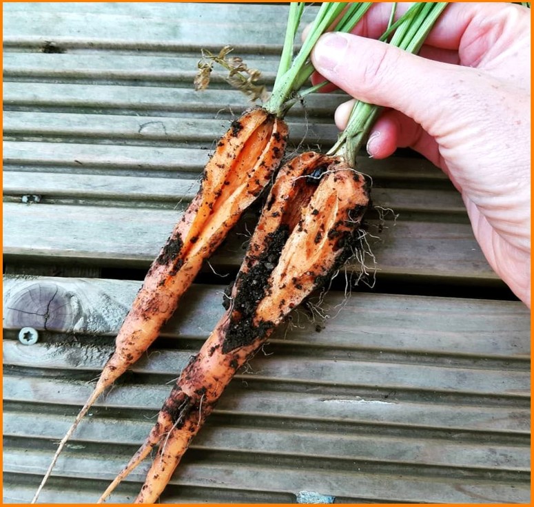 Почему трескается морковь