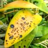 Естественные причины жёлтых листьев у орхидеи