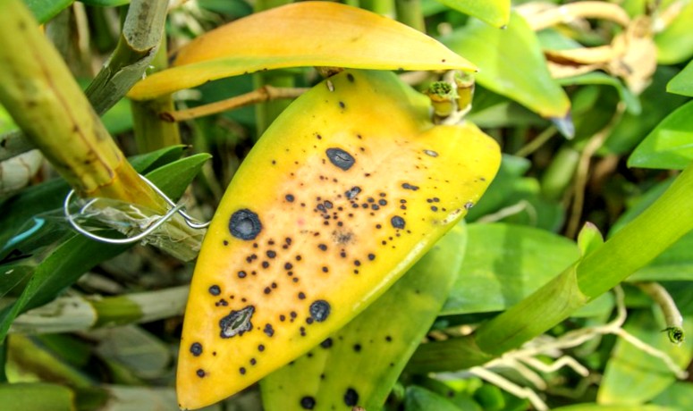 Естественные причины жёлтых листьев у орхидеи