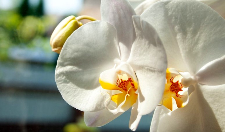 Жёлтые листья на орхидее - возможные причины