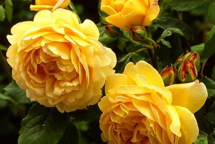 Когда сажать розы весной?