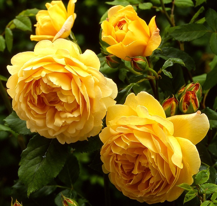 Розы весной — саженцы роз в открытом грунте посадка и уход