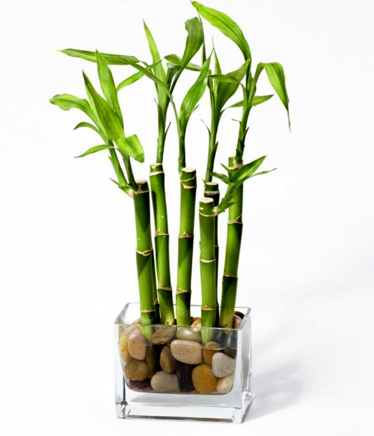 razmnozheniye komnatnogo bambuka