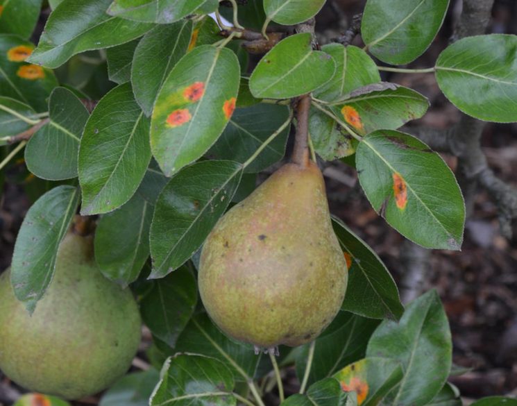 Ржавчина груши (лат. Gymnosporangium sabinae)