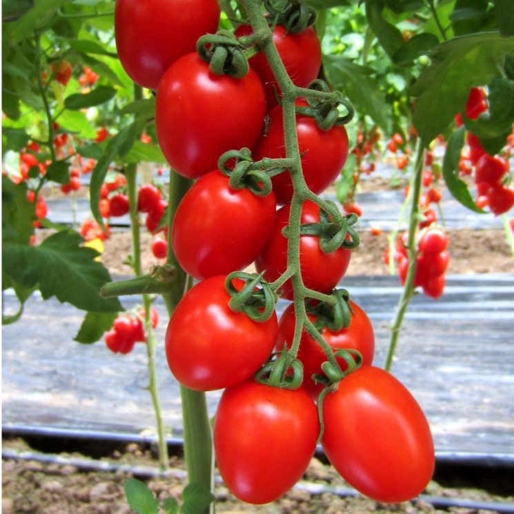 sort-tomatov-ser-elian-e1579086313908