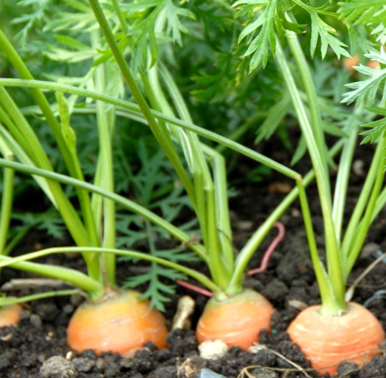 Сорта моркови длительного срока хранения