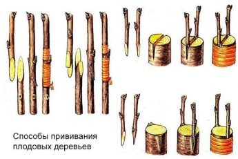 Схемы и способы прививки плодовых деревьев