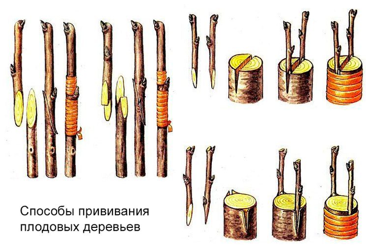 способы и сроки прививки плодовых деревьев