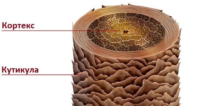 Строение стержня волоса