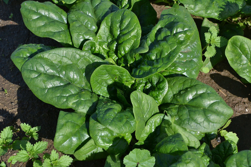 Свежие листья шпината и салат из шпината с овощами на столе
