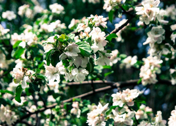 Цветение яблони в саду
