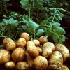 Удобрения для большого урожая картофеля