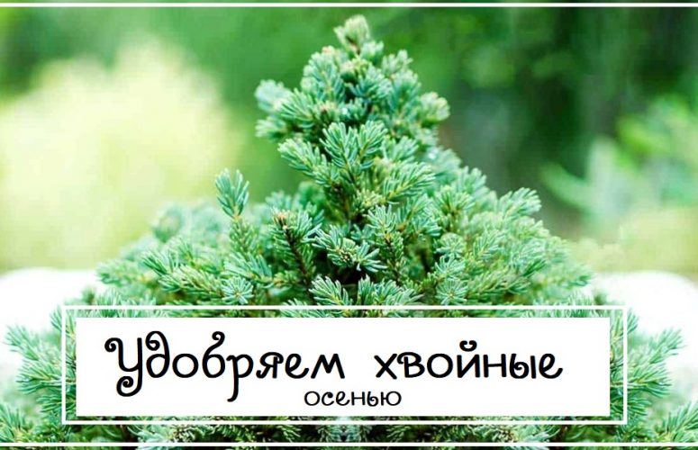 Как и чем удобрять хвойные деревья осенью