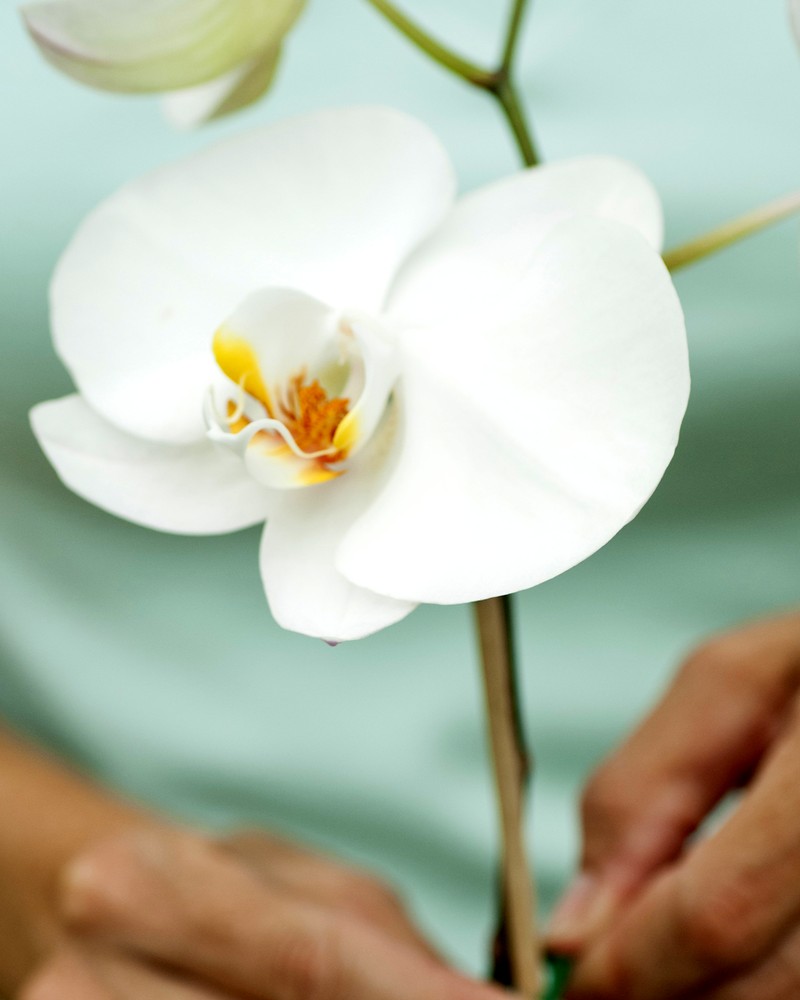 Правила ухода за орхидеей после цветения