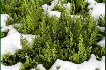 Укрытие хвойных растений на зиму