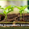 В чем лучше выращивать рассаду в домашних условиях