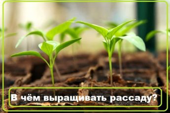 В чем лучше выращивать рассаду в домашних условиях