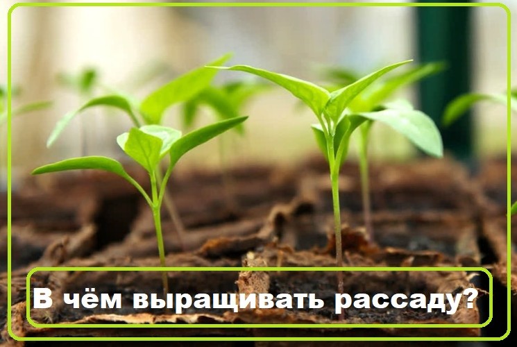 В чем лучше выращивать рассаду в домашних условиях
