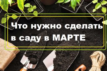 Работы на садовом участке в марте