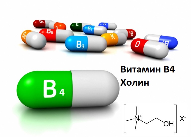 Витамин В4 (Холин) - описание и биологическая роль