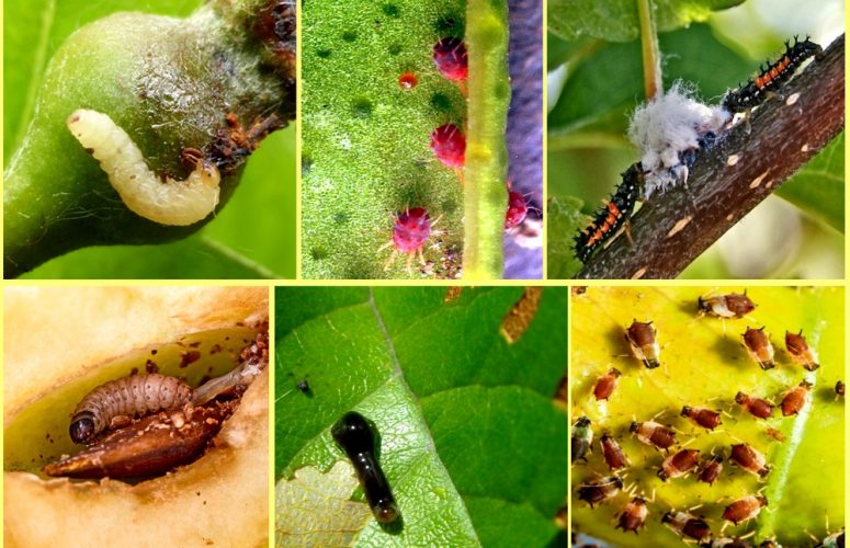 Вредители груши и способы борьбы с ними