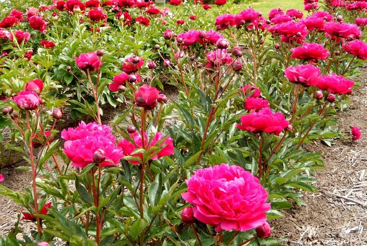 Выращивание пионов