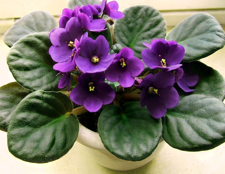 Сенполии разведение и уход