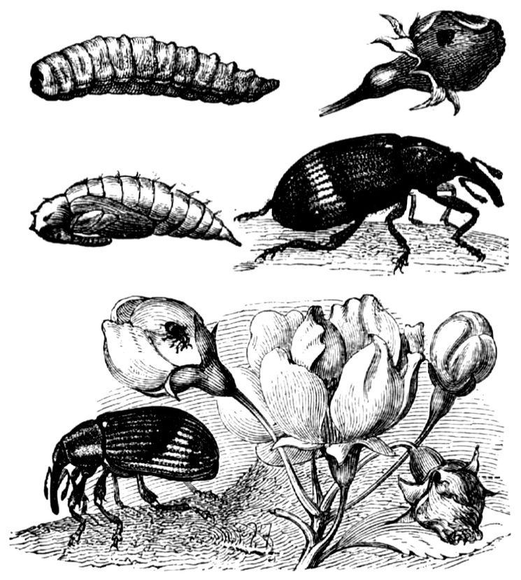 Яблонный цветоед - семейства долгоносиков (Curculionidae)