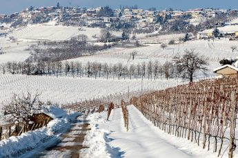 Защищаем виноград от морозов зимой