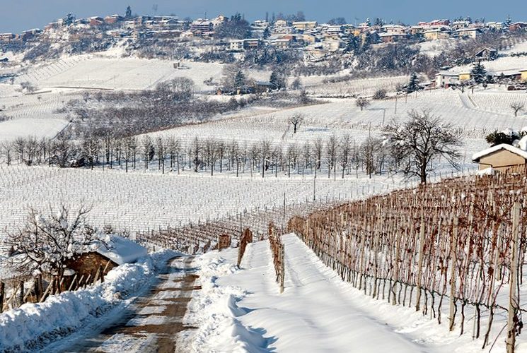 Защищаем виноград от морозов зимой