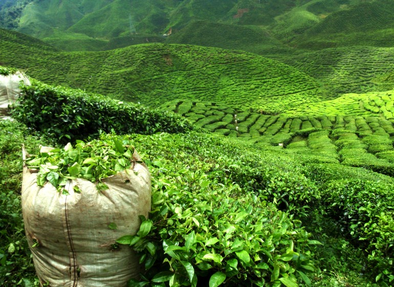Основные свойства зеленого чая